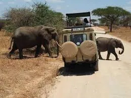 Tanzanijos ir Kilimandžaro ekspedicijos akimirka 7