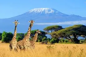 Tanzanijos ir Kilimandžaro ekspedicijos akimirka 6