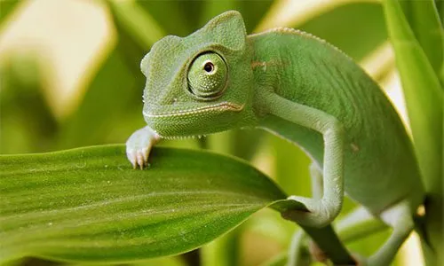 Madagaskaro ekspedicijos akimirka 16