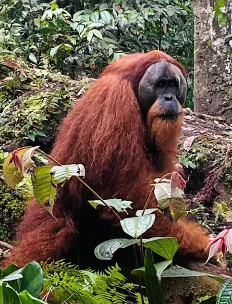 Sumatros ir Mentawai ekspedicijos akimirka 4