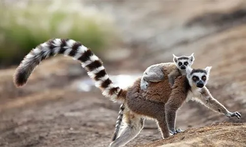 Madagaskaro ekspedicijos akimirka