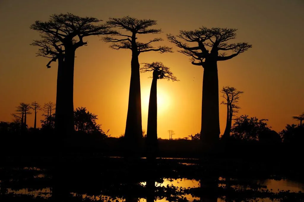 Madagaskaro ekspedicijos akimirka 17